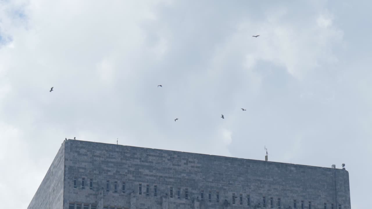 건물 위 를 날아다니는 새 들