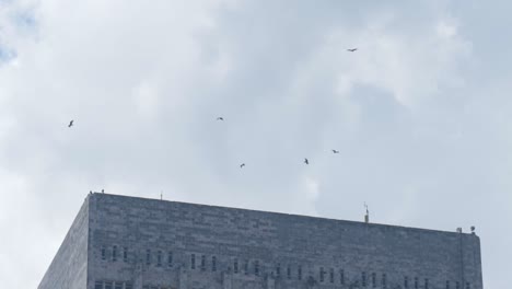 birds flying above a building