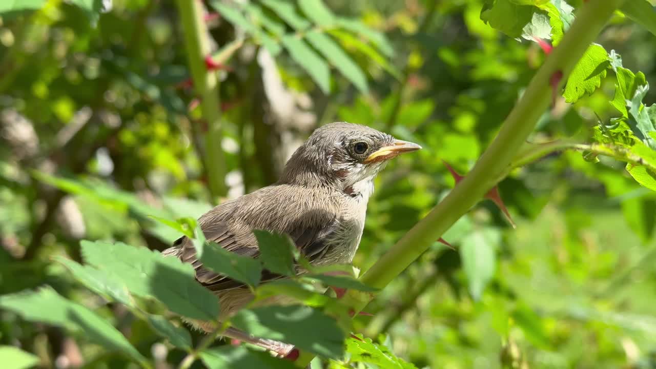 Close-up of a Juvenile Lesser Whitethroat (Sylvia curruca) on a rose branch. Estonia.