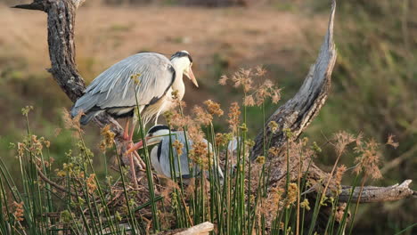 Garzas-Grises-Descansando-Sobre-Ramas-Secas-De-árboles-Entre-Juncos-Silvestres-Cerca-De-La-Orilla-Del-Lago