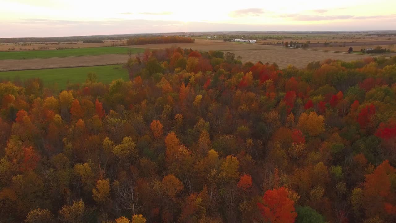 hermosa escena aérea de follaje de otoño volando sobre coloridas maderas duras llenas de colores otoñales