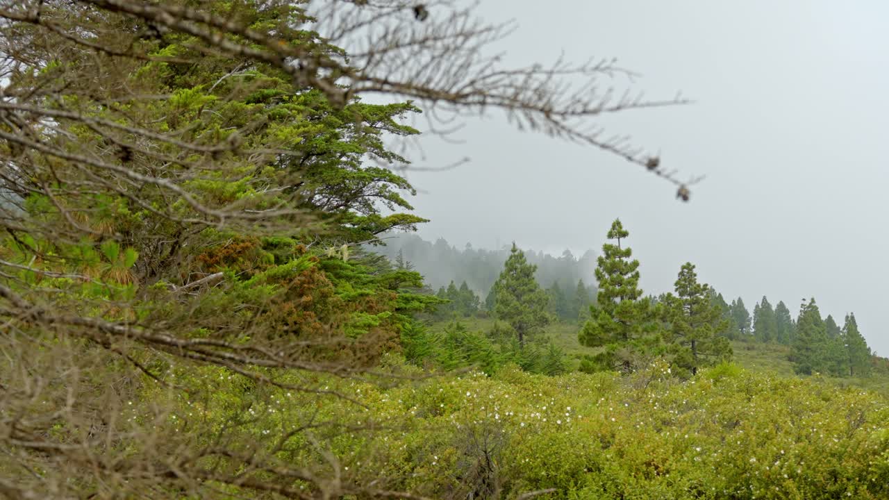 테네리페의 야생 허브, 정글, 스페인, 파닝