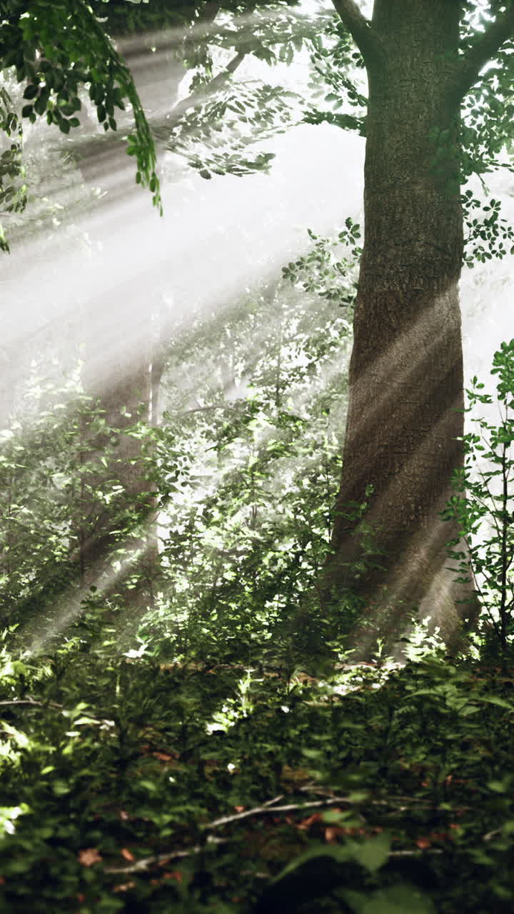 숲 속 의 나무 를 가로질러 빛나는 빛