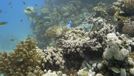 Kleine-Fische-Schwimmen-In-Der-Strömung-Um-Weiche-Korallen-Herum,-4K