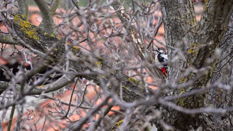 picidae bird on branch looking around and flying away