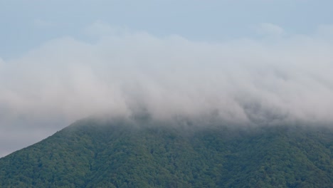 misty forest and mountain