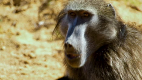 telephoto shot on face of male chacma baboon eating fruit and scratching itself