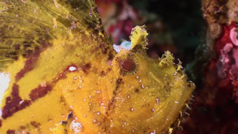 Yellow-Leaf-Scorpionfish-super-close-up-on-tropical-coral-reef