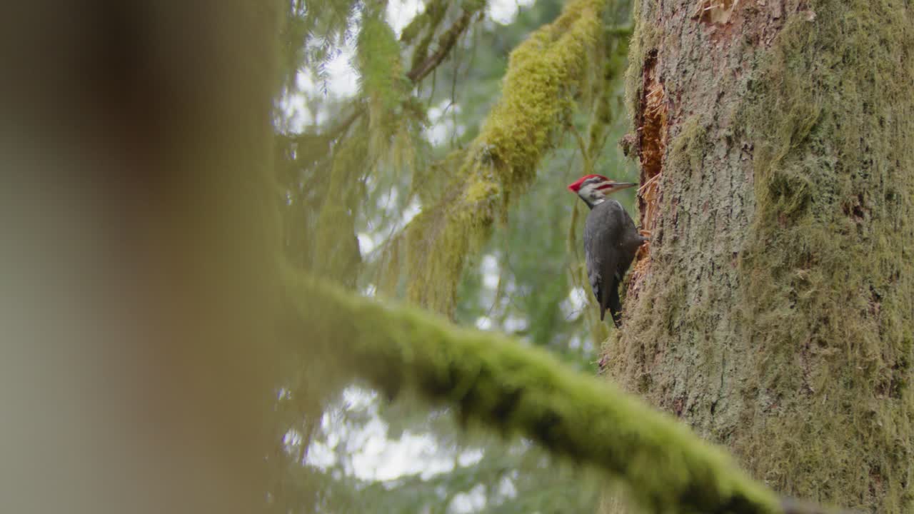 pájaro carpintero masculino cortando un árbol, de cerca