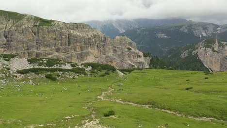 two cows relax on grass meadow in dolomites mountains, italian alps