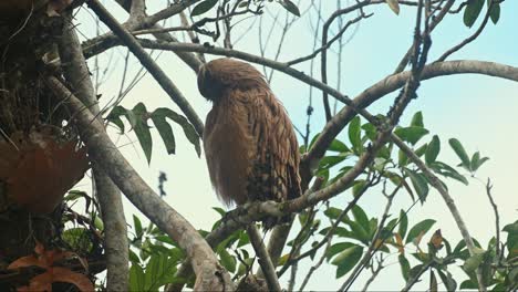 A-newly-fledged-Buffy-Fish-Owl-Ketupa-ketupu,-preening-to-clean-its-feathers-while-perching-on-a-small-small-on-a-tree-inside-the-national-park-of-Thailand