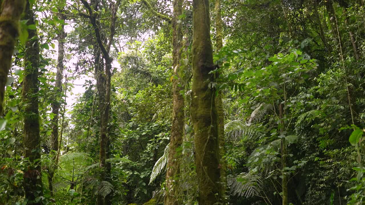 árboles en la selva dentro de las montañas