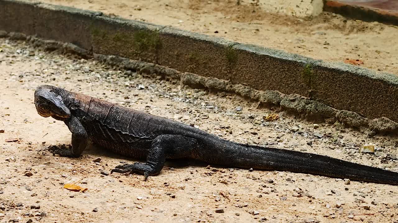 A lizard lies still on a sandy path beside a low wall, showcasing its textured scales.