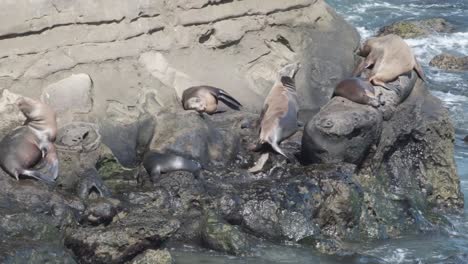 a group of sea lions sunbathing on a rocks on the pacific ocean coastal california