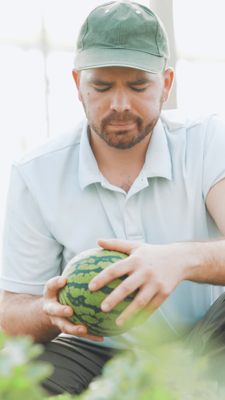 Farmer examining watermelon in greenhouse