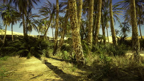 desert oasis with palm trees and lush greenery under clear blue sky