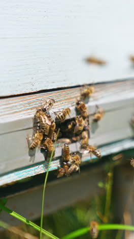Working bees gathering around the entrance slot to a beehive. Close up. Blurred backdrop. Vertical video