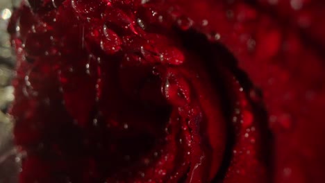 close up shot of water droplets on the petals of a red rose, wet from rainfall.