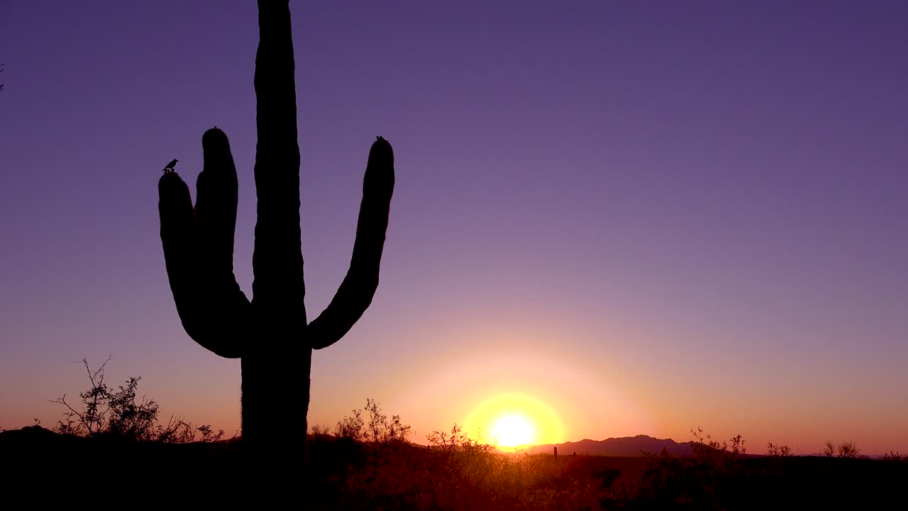 un hermoso atardecer o amanecer detrás de un cactus en el parque nacional saguaro captura perfectamente el desierto de arizona 1