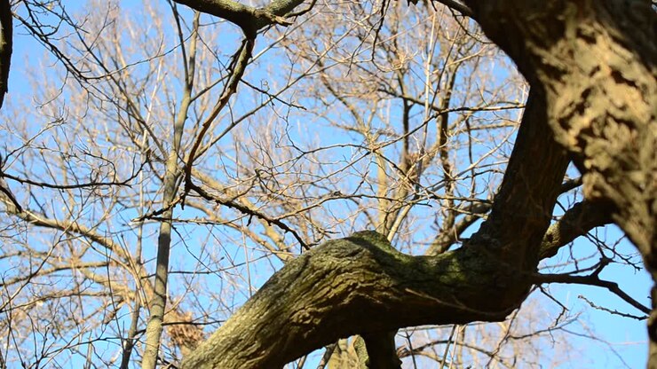 Alberi nel parco. Inizio primavera