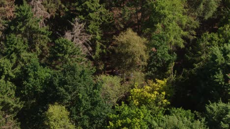 Toma-Aérea-De-Drones-De-Bosques-En-El-Campo-Con-Gente-Reunida-En-El-Suelo