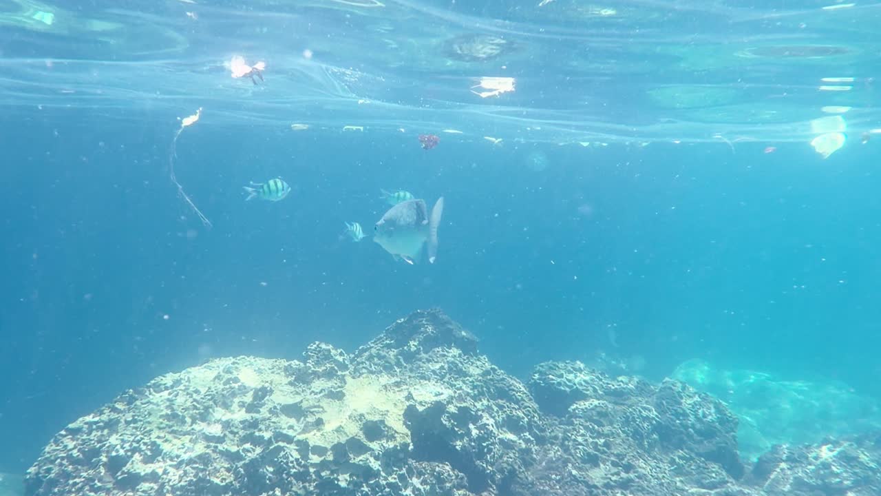 Undervands vidvinkelbillede af tropiske fisk, der svømmer over koralrev i klart, solrigt havvand