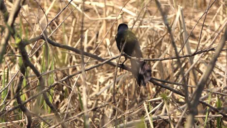 cuervo común posado sobre ramitas con comida en el pico durante el verano