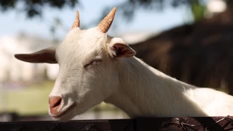 goat moves head, looks around curiously.