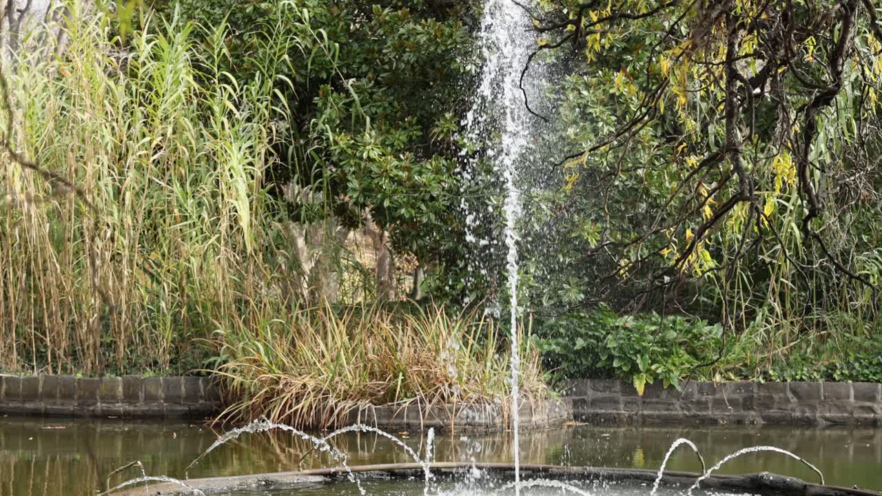 fuente de agua en medio de la vegetación exuberante en melbourne