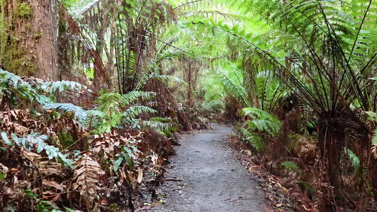 나무 페른 이 있는 울창 한 숲 길