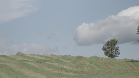 a tree standing on top of a lush green hillside