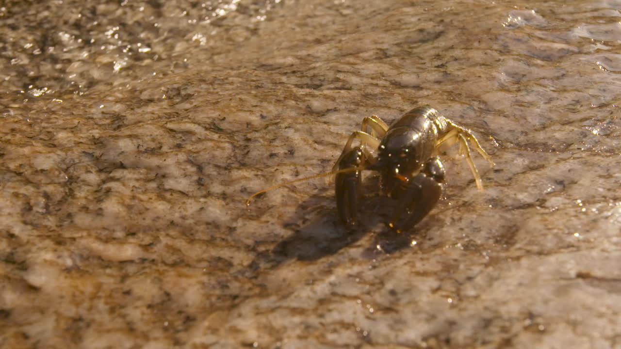 crawdad 또는 crayfish는 카메라를 향하여 민물 개울을 향해 걷고 있습니다.