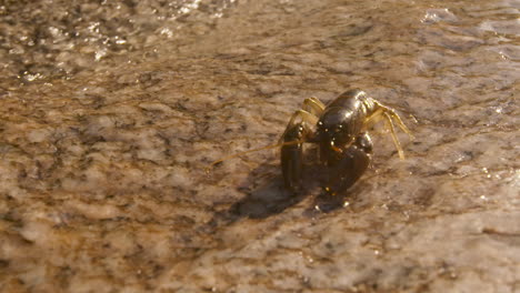 Crawdad-or-Crayfish-walking-toward-a-freshwater-stream,-facing-camera