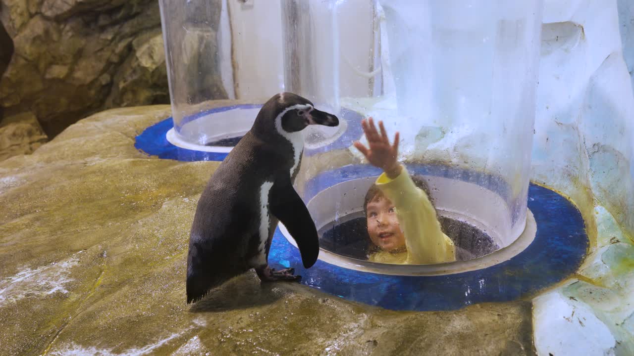 Cute five year old girl points up at a curious Humboldt penguin through a clear glass pop up viewing dome at the Aqua Planet Gwanggyo aquarium exhibit