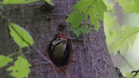 Dendrocopos-Major-In-Zeitlupe,-Der-Den-Kopf-Aus-Dem-Nest-Im-Baum-Stößt