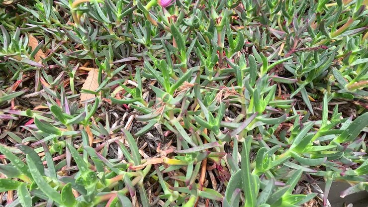 Succulent flower blooming over time in coastal area