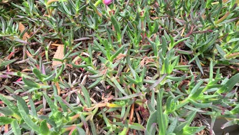 succulent flower blooming over time in coastal area