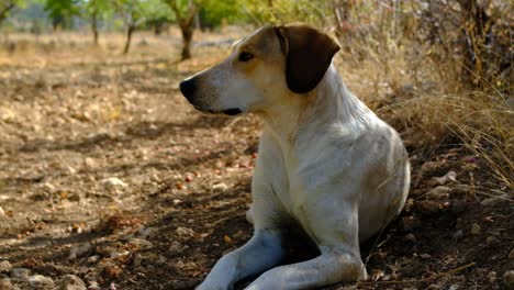 perro sentado en la tierra