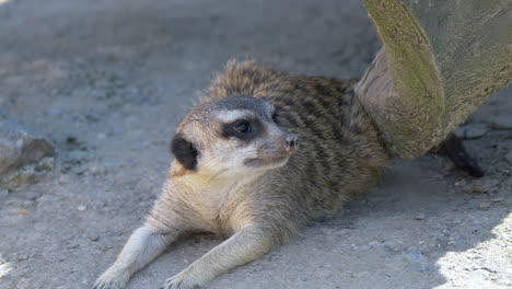 close up of adorable suricata meerkat resting in shadow during hot summer day