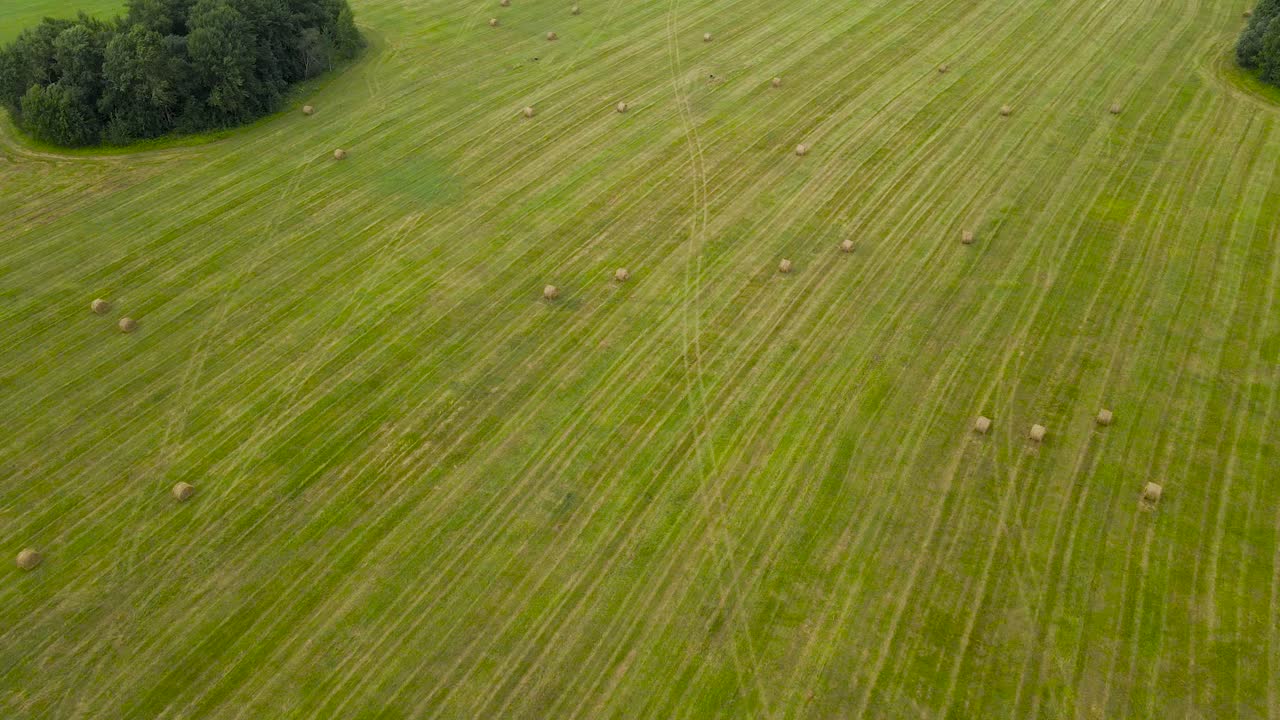 Aerial drone footage flying higher and revealing a large grassy green and brown colored summer or autumn farm field that has freshly made silage wheat hay bale rolls scattered around on it
