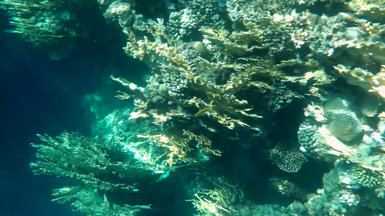 다채로운 열대 산호초