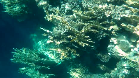 colourful tropical coral reefs