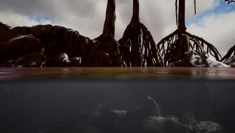 Above-and-below-the-sea-surface-near-mangrove-trees