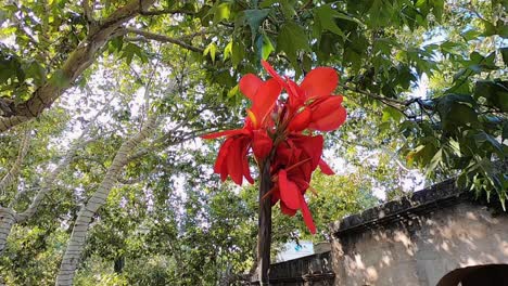 arc on a brilliant red canna lilly at the tlaquepaque, arts and shopping village, sedona, arizona