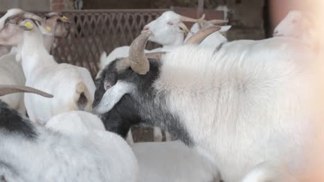 male goat with big horns in a corral