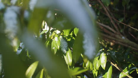 wide shot of some green snow covered leaves getting lit by the sun