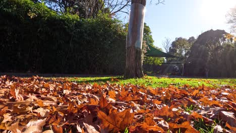 hojas caídas bajo un cielo soleado