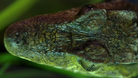 caiman-macro-overhead-view-as-it-waits-in-pond-for-prey