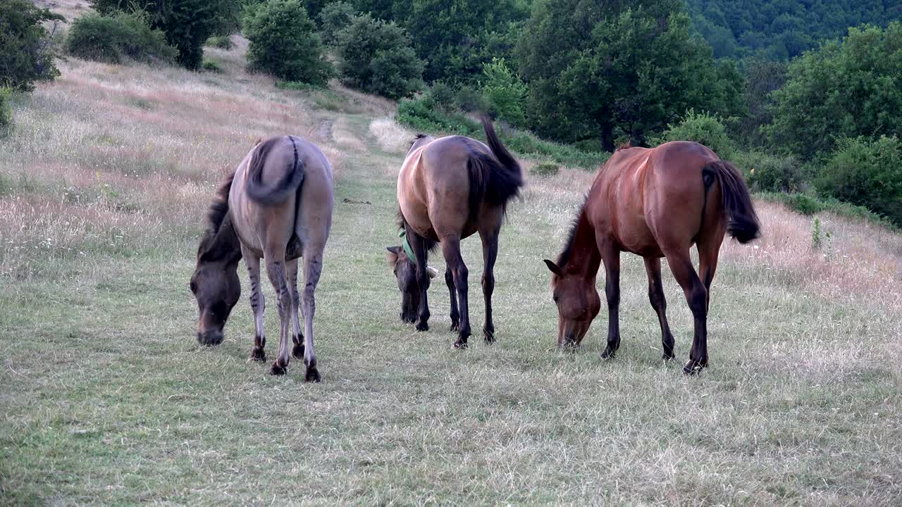 caballos pastando en un prado a gran altitud de montaña