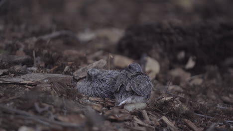 two scared mourning dove chicks sit and shuffle on the ground